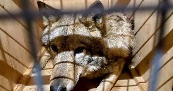 ​Trzy żywe wilki próbował wywieźć z Kijowa do Nepalu na pokładzie samolotu obywatel Indii. Twierdził, że to psy rasy łajka syberyjska - poinformował kijowski urząd celny.