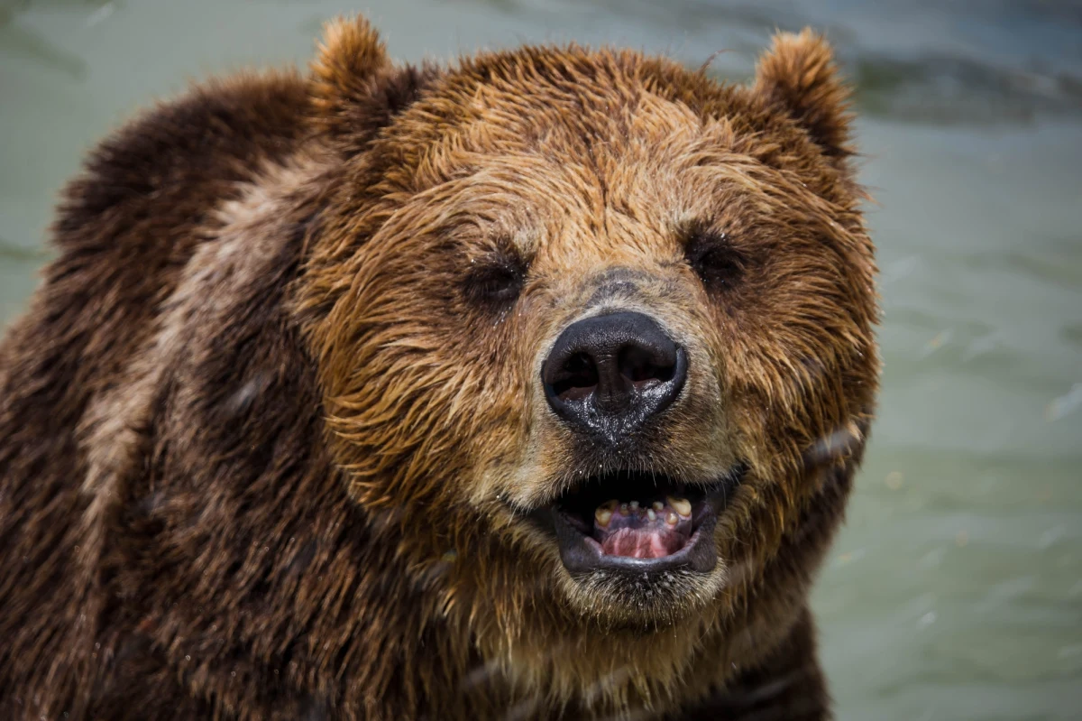 Niezapowiedziani goście często są dość kłopotliwi. A już z pewnością nie są zbyt mile widziani, jeżeli mają cztery łapy, mnóstwo sierści, całkowity brak manier i na dodatek sieją spustoszenie w kuchni. Właśnie taki widok zastał w swoim domu pewien mieszkaniec kalifornijskiego Sierra Madre. Co więcej, okazało się, że niedźwiedź buszujący w jego kuchni miał kompanów w innych częściach domu. 