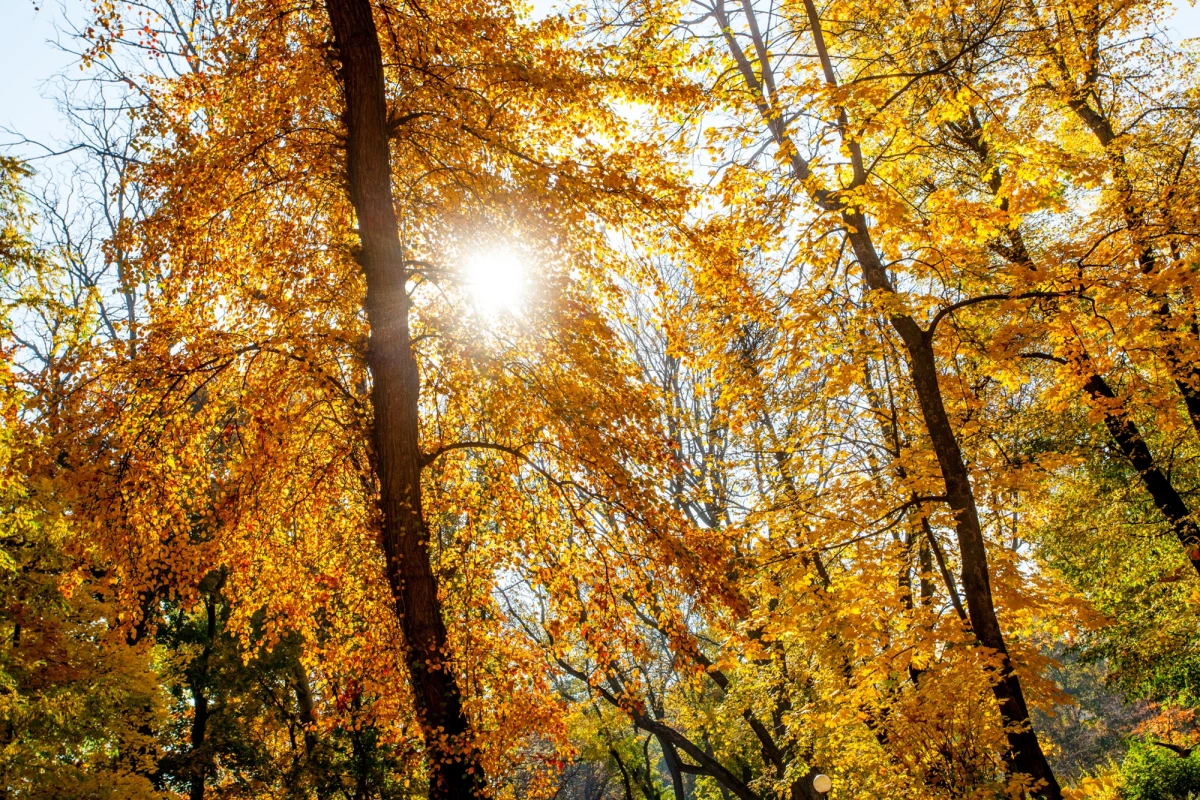 Lepszą pogodą w piątek będą mogli się cieszyć mieszkańcy południowej części kraju. Tam – jak przewidują synoptycy – na koniec tygodnia będą przejaśnienia i rozpogodzenia. Według prognoz, w nocy strefa rozpogodzeń poszerzy się w kierunku północnym.
