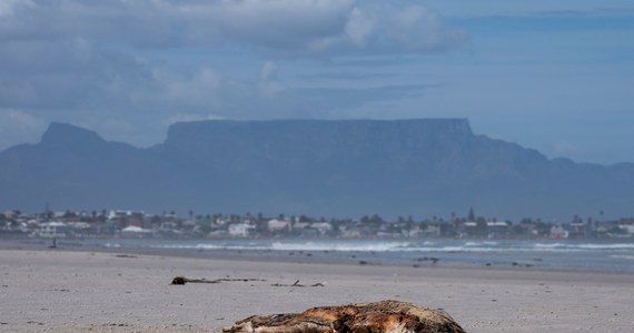 Tysiące martwych fok znaleziono w ostatnich tygodniach na plażach Zachodniego Wybrzeża w Republice Południowej Afryki. Na razie nie wiadomo, co było powodem śmierci zwierząt.