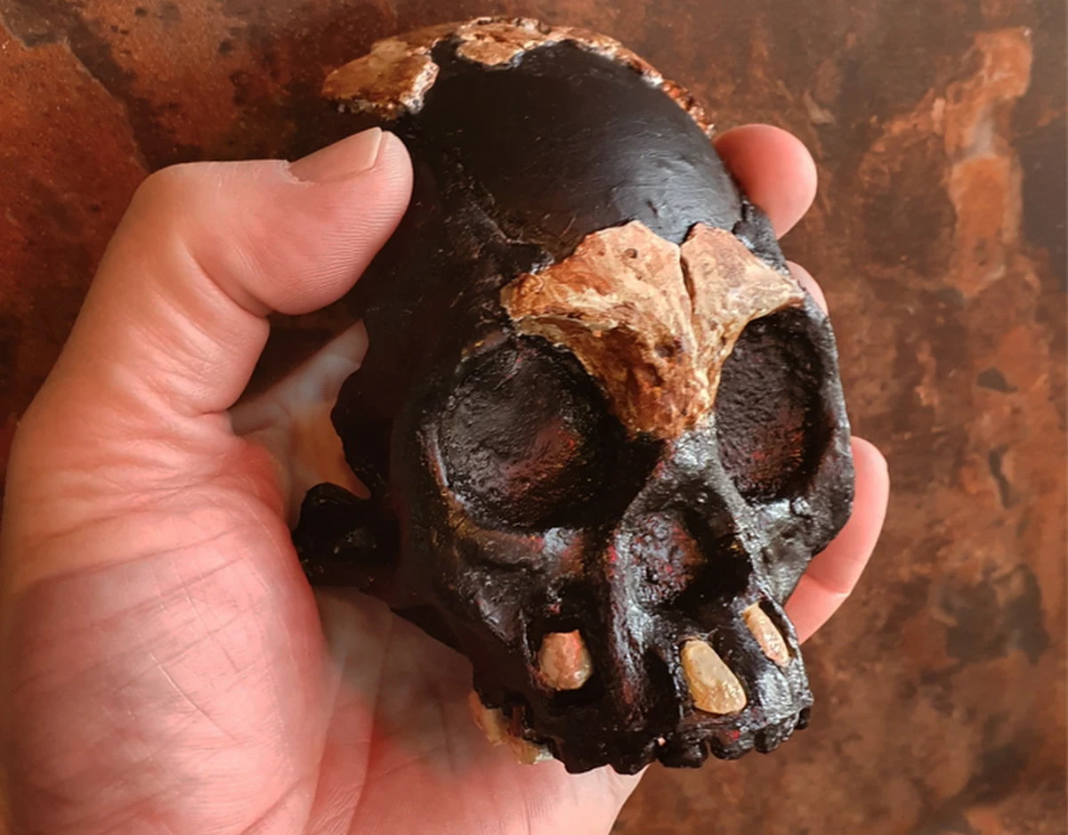 W jaskini Rising Star w Afryce Południowej znaleziono fragmenty czaszki dziecka homo naledi, krewniaków naszych przodków, którzy żyli na kontynencie afrykańskim 250 000 lat temu.