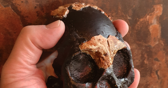 W jaskini Rising Star w Afryce Południowej znaleziono fragmenty czaszki dziecka homo naledi, krewniaków naszych przodków, którzy żyli na kontynencie afrykańskim 250 000 lat temu.