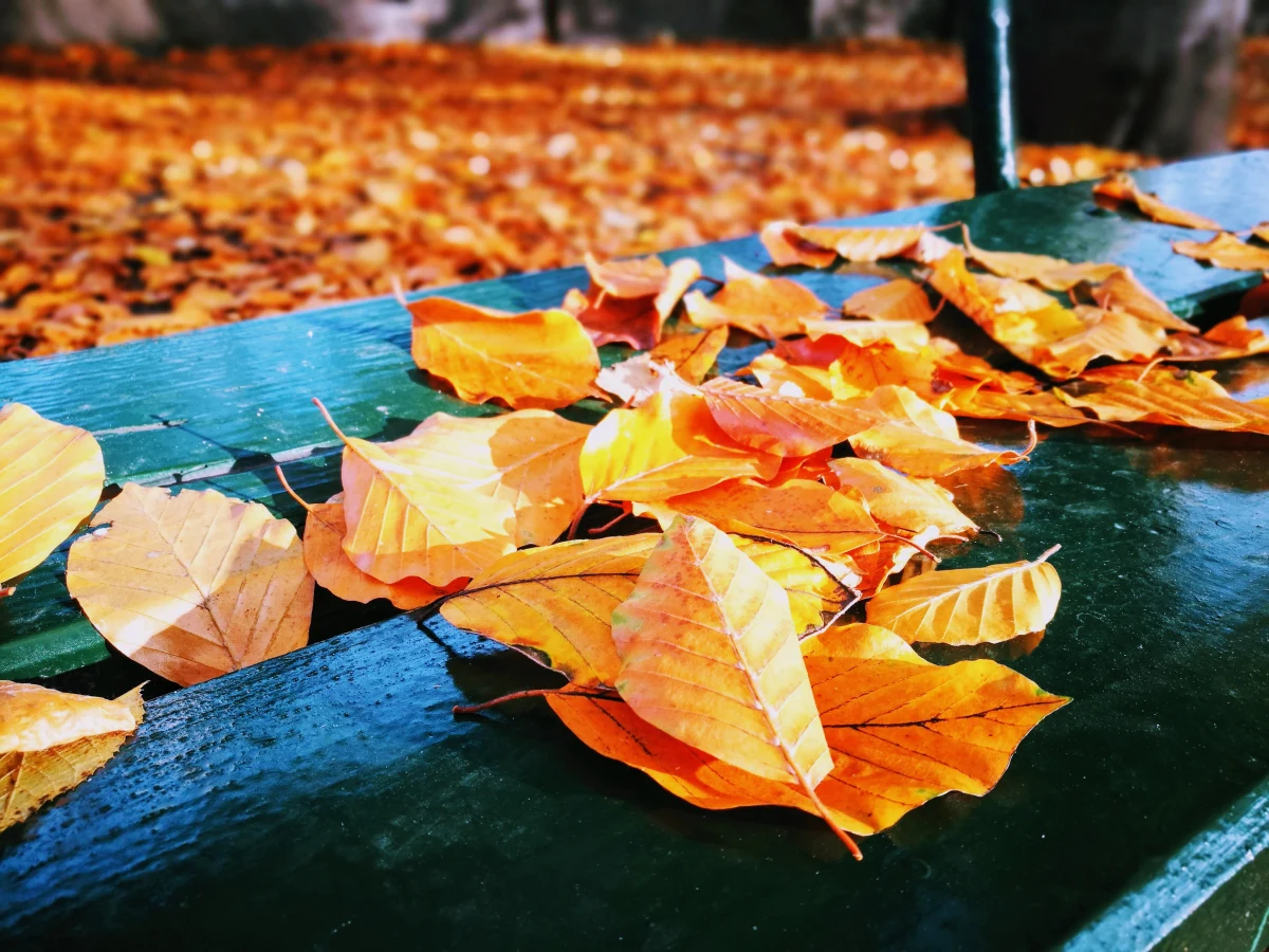 W niedzielę do zachodu słońca na przeważającym obszarze Polski będzie pochmurno. Możliwe są także opady deszczu. Jak powiedziała PAP Grażyna Dąbrowska z IMGW-PIB, w nocy strefa opadów obejmie już cały kraj.
