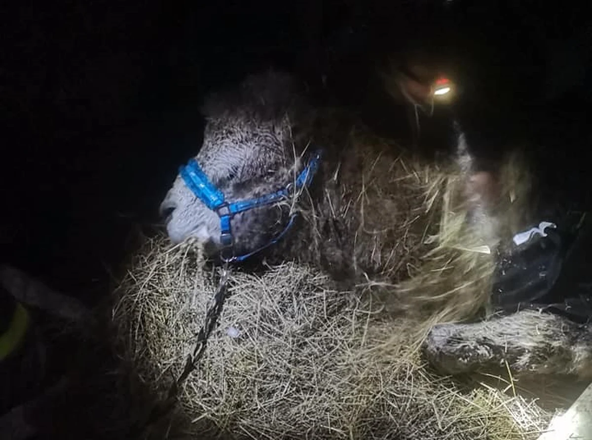 Nietypowe wezwanie dostali tej nocy strażacy na Dolnym Śląsku. Musieli ratować wielbłąda, który wpadł do stawu. Do zdarzenia doszło w Czatkowicach pod Miliczem.