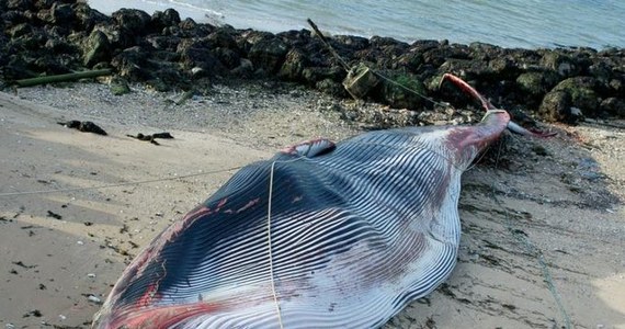 Samica płetwala zwyczajnego licząca prawie 20 metrów długości i ważąca prawie 15 ton utknęła na skałach w porcie w Calais w północnej Francji. Zwierzę było poważnie ranne i zmarło na brzegu.
