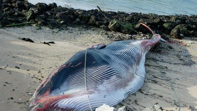 15-tonowy wieloryb utknął na brzegu w Calais