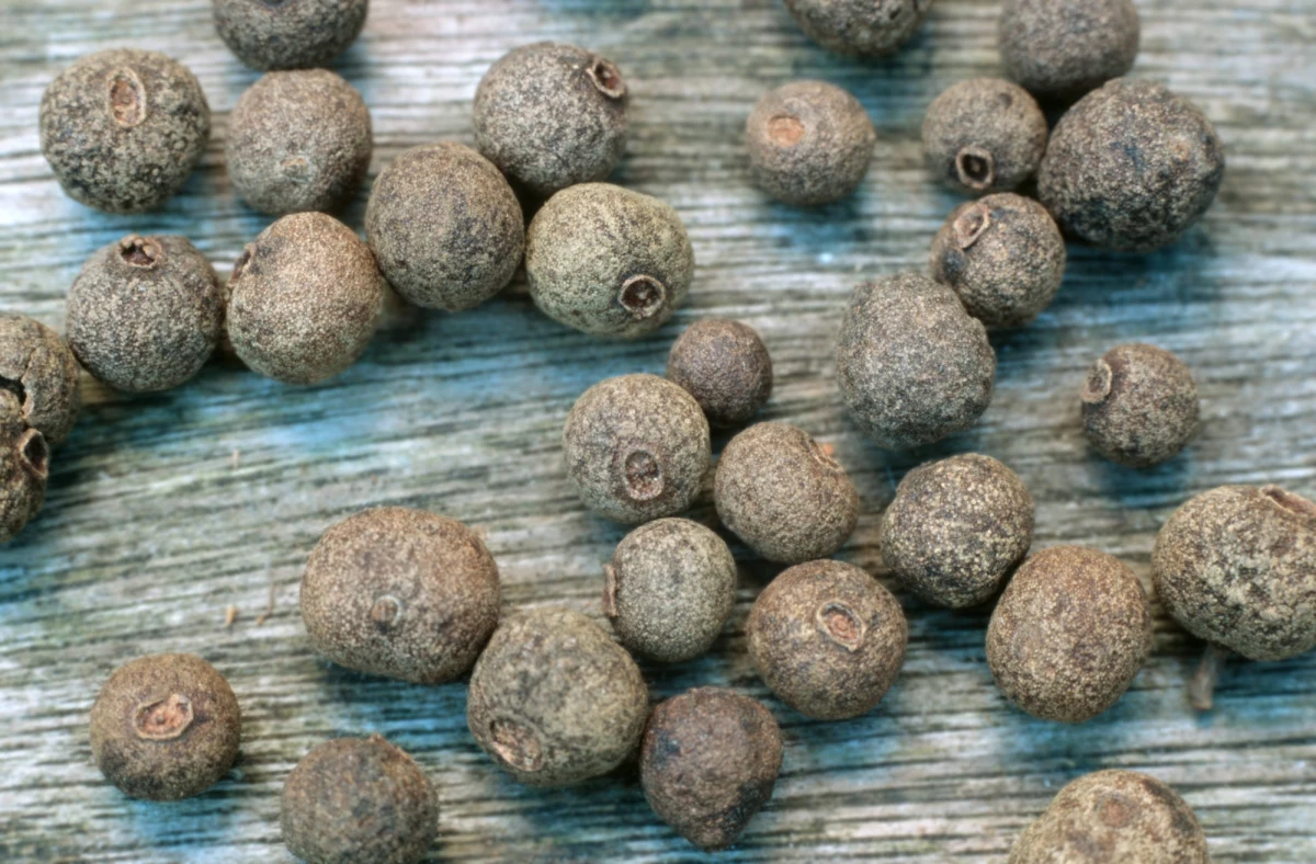 Główny Inspektorat Sanitarny poinformował w środę o wycofaniu określonych partii ziela angielskiego z powodu wykrycia bakterii salmonelli.