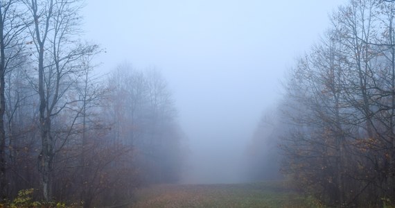 Instytut Meteorologii i Gospodarki Wodnej wydał ostrzeżenie przed gęstą mgłą w pasie środkowej Polski i części województw północnych. Widzialność może wynosić miejscami poniżej 200 m - przekazał IMGW.