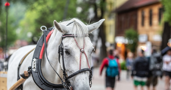 Tysiące turystów przyjechały na długi weekend do Zakopanego. Wczoraj w trakcje Biegu Niepodległości całe miasto stanęło w korkach, na dzisiaj brakuje już wolnych miejsc na parkingach w rejonie Morskiego Oka. 