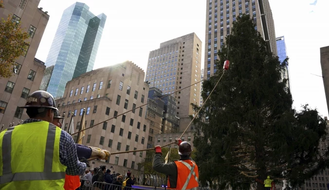 USA: Najsłynniejsza choinka na świecie stanęła na Manhattanie 