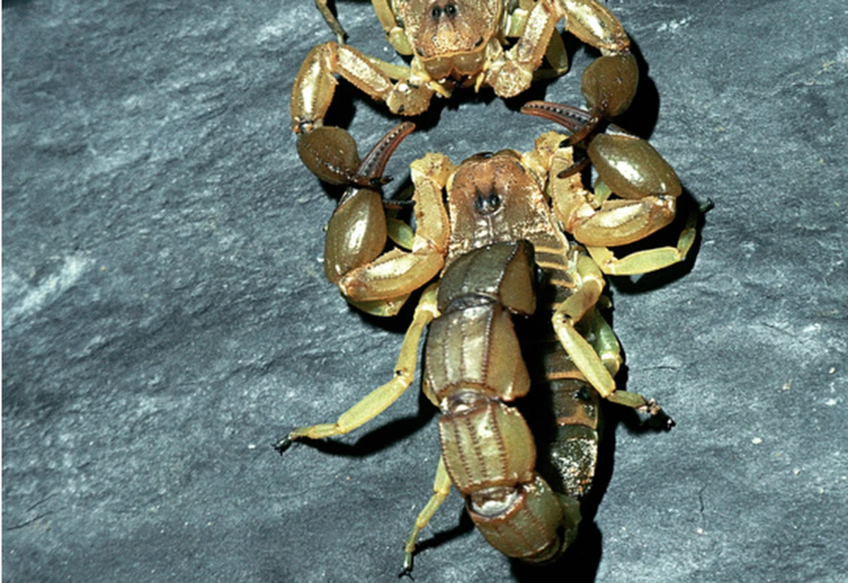 Trzy osoby zmarły, a 453 odniosły obrażenia w weekend w wyniku ukąszeń skorpionów w mieście Asuan na południu Egiptu.