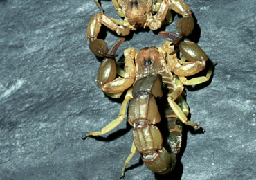 Plaga skorpionów w Egipcie. Są nawet ofiary śmiertelne