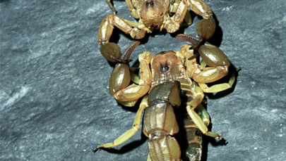 Plaga skorpionów w Egipcie. Są nawet ofiary śmiertelne
