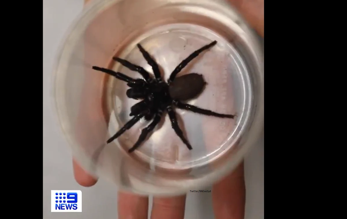 Ogromny pająk z rodziny atracidae został anonimowo podarowany ośrodkowi zoologicznemu w Australii, Australian Reptile Park - przekazała we wtorek stacja CNN. Zwierzę nazwane "megapająkiem", ma 8 cm długości i szczękoczułki długości 2 cm, którymi może przebić nawet ludzki paznokieć - opisywano.
