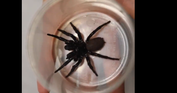 Ogromny pająk z rodziny atracidae został anonimowo podarowany ośrodkowi zoologicznemu w Australii, Australian Reptile Park - przekazała we wtorek stacja CNN. Zwierzę nazwane "megapająkiem", ma 8 cm długości i szczękoczułki długości 2 cm, którymi może przebić nawet ludzki paznokieć - opisywano.
