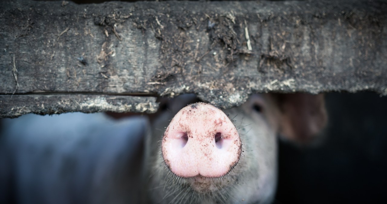 Człowiek dostał świńskie płuca. Pierwszy raz w historii