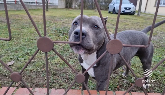 "Wydarzenia": Dwa agresywne psy zaatakowały kobietę w ciąży