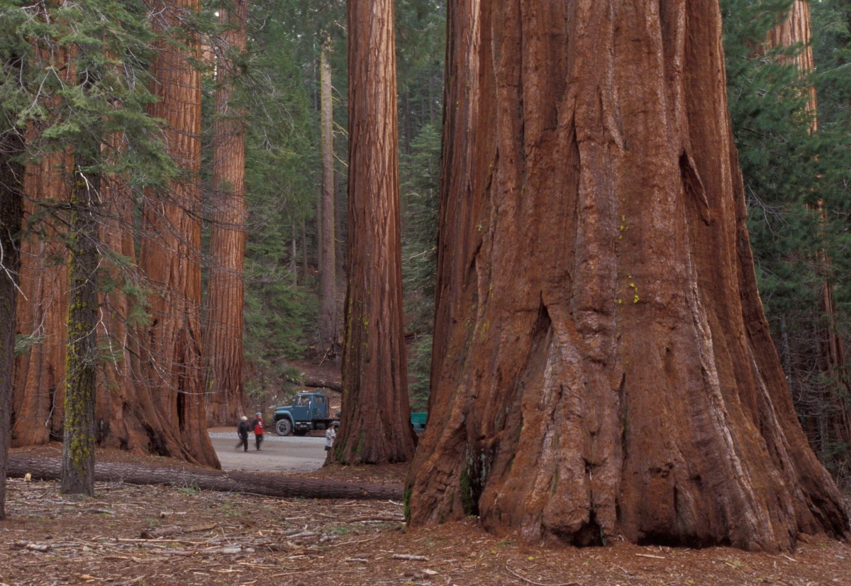Potężne lasy sekwojowe z zachodniej części Stanów Zjednoczonych, a dokładnie z Kalifornii, coraz bardziej cierpią na skutek pożarów - podaje Independent TV. W ciągu ostatnich dwóch lat niszczycielski ogień strawił tam prawie 20 procent światowej populacji tych największych i najpiękniejszych drzew.
