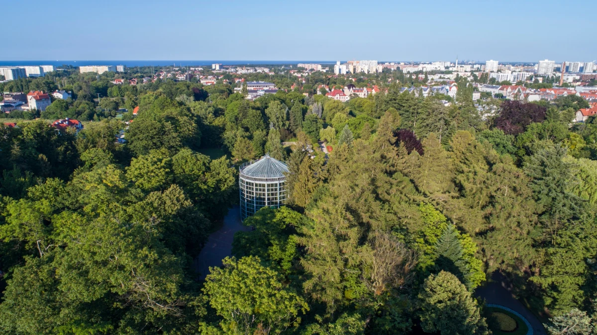 W palmiarni w Parku Oliwskim w Gdańsku trwają przygotowania do wycięcia ponad 180-letniego daktylowca. Wczoraj w obiekcie pojawili się alpiniści, którzy będą pracować przy usunięciu drzewa. Jego próbki na polecenie prokuratury pobrał także biegły. Śledczy będą ustalać, dlaczego drzewo obumarło.