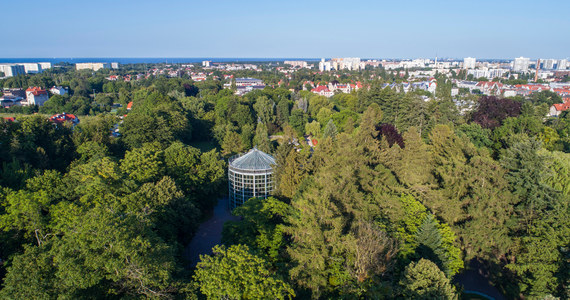 W palmiarni w Parku Oliwskim w Gdańsku trwają przygotowania do wycięcia ponad 180-letniego daktylowca. Wczoraj w obiekcie pojawili się alpiniści, którzy będą pracować przy usunięciu drzewa. Jego próbki na polecenie prokuratury pobrał także biegły. Śledczy będą ustalać, dlaczego drzewo obumarło.