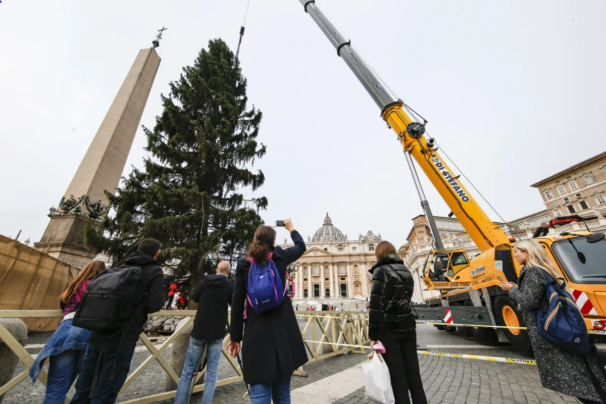 Na plac świętego Piotra w Watykanie przywieziono ogromny świerk, który zostanie w najbliższych dniach udekorowany. Drzewo o wysokości 28 metrów i wadze 8 ton ma 113 lat i pochodzi z gminy Andalo w Trydencie na północy Włoch.