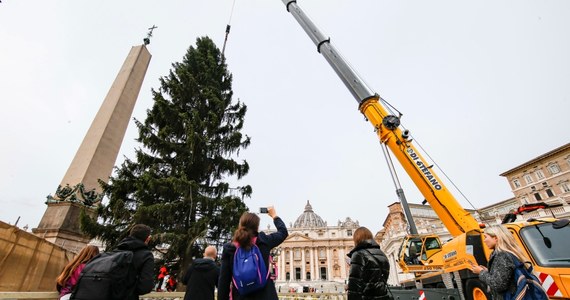 Na plac świętego Piotra w Watykanie przywieziono ogromny świerk, który zostanie w najbliższych dniach udekorowany. Drzewo o wysokości 28 metrów i wadze 8 ton ma 113 lat i pochodzi z gminy Andalo w Trydencie na północy Włoch.