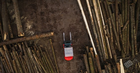 Criza pieței lemnului: management defectuos sau legea celui mai puternic?