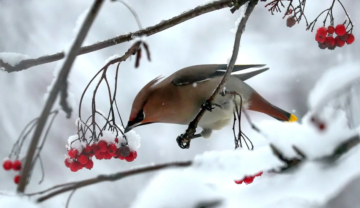 W Polsce, a szczególnie w północno-wschodniej części naszego kraju pojawiły się już pierwsze gatunki zimowych ptaków. Według ornitologów warto też obserwować np. żurawie, które mogą wyczuć atak zimy