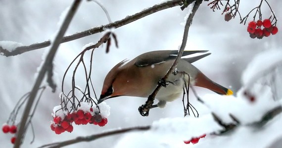 W Polsce, a szczególnie w północno-wschodniej części naszego kraju pojawiły się już pierwsze gatunki zimowych ptaków. Według ornitologów warto też obserwować np. żurawie, które mogą wyczuć atak zimy