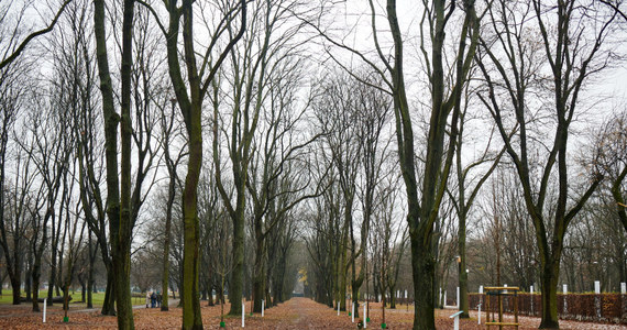 ​W parku Powstańców Warszawy na Woli posadzono pierwsze drzewa upamiętniające 20 powstańców. Są to osoby, których potomkowie zgłosili się do projektu "Korzenie pamięci" i nagrali swoje wspomnienia o przodku - przekazało Muzeum Powstania Warszawskiego.