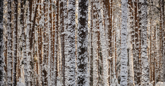 Na wtorek Instytut Meteorologii i Gospodarki Wodnej prognozuje opady deszczu, śniegu i deszczu ze śniegiem. Temperatura maksymalna wyniesie 6 stopni, chociaż na wschodnie kraju możliwy jest lekki mróz.