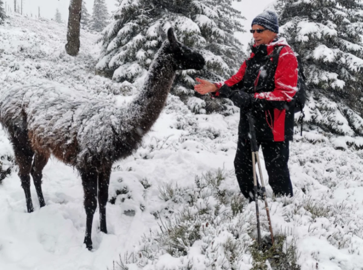 Była bohaterką wielu zdjęć. Pozwalała obdarowywać się smakołykami, ale nie dawała się złapać. W końcu się udało. Lama, która przed 4 miesiącami uciekła z rancza niedaleko Karpacza i zamieszkała w Karkonoszach, została schwytana i wróciła do swojego domu.
