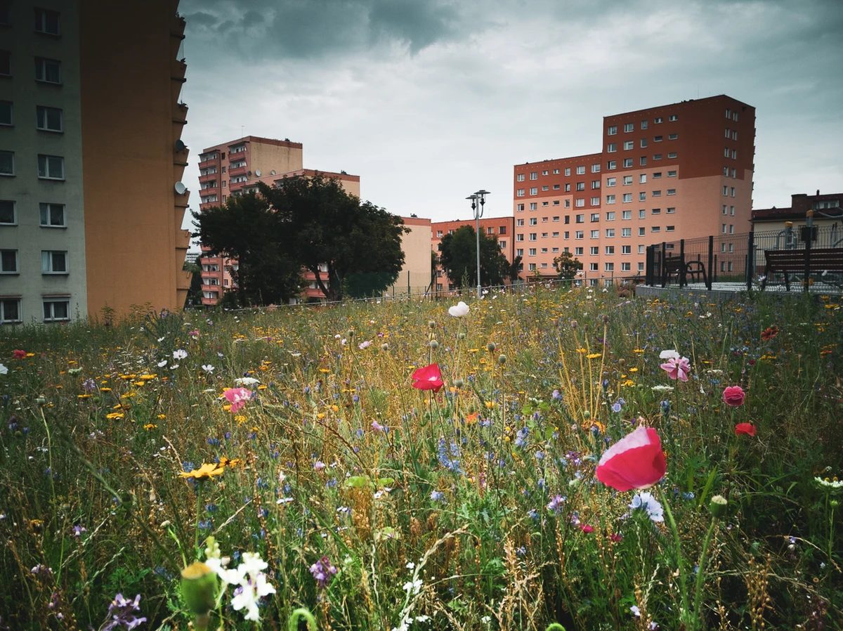 ​"Hotele" dla owadów stanęły na łąkach kwietnych na terenie Śląsko-Zagłębiowskiej metropolii. Takich miejsc jest 18.