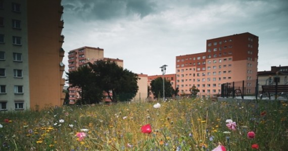 ​"Hotele" dla owadów stanęły na łąkach kwietnych na terenie Śląsko-Zagłębiowskiej metropolii. Takich miejsc jest 18.