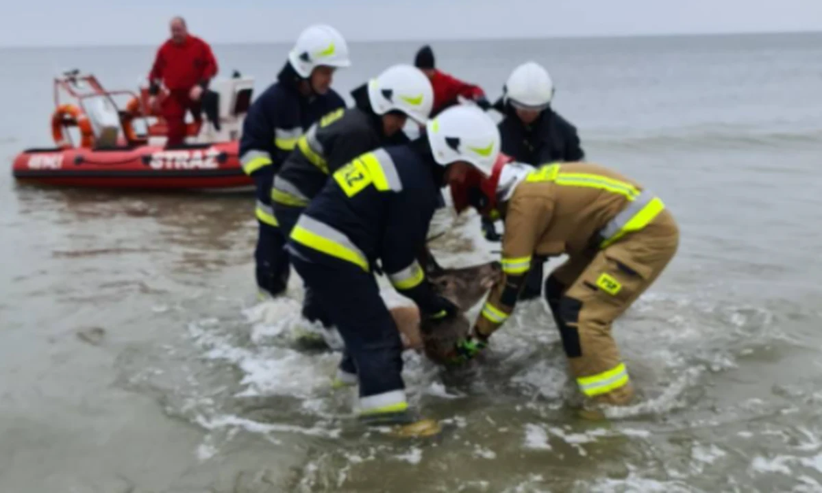 Nietypowa akcja strażaków-ochotników z Międzyzdrojów. Pomogli wydostać się z morza samicy jelenia. Łania nie miała siły dopłynąć do brzegu.