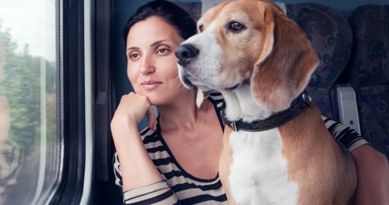 Jak zaplanować majówkę z psem, by była udana dla obu stron? To nie fanaberia