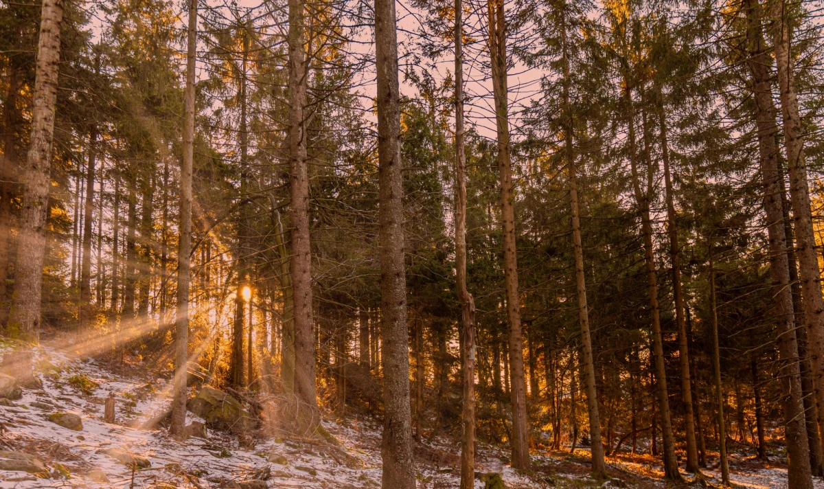Dziś w południowej części kraju nastąpi stopniowa poprawa pogody. Śnieg i śnieg z deszczem będzie padał na północy Polski i w rejonach podgórskich - powiedział Jakub Gawron z Instytutu Meteorologii i Gospodarki Wodnej - Państwowego Instytutu Badawczego.