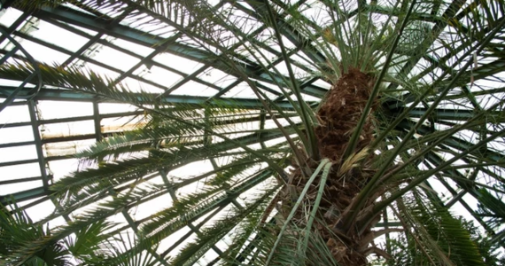 W Parku Oliwskim w Gdańsku wycięto słynną, około 180-letnią palmę daktylową. Drzewo nie przetrwało trwającej od kilku lat inwestycji rozbudowy palmiarni, w której rosło. Musiała ona zostać podwyższona, bo liście palmy przebijały dach i drzewo nie mieściło się już w środku. W trakcie przeciągającej się inwestycji obumarło. 