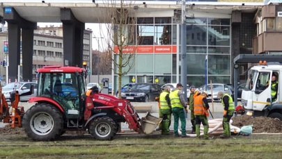 Rozpoczęło się sadzenie klonów przy al. Korfantego w Katowicach