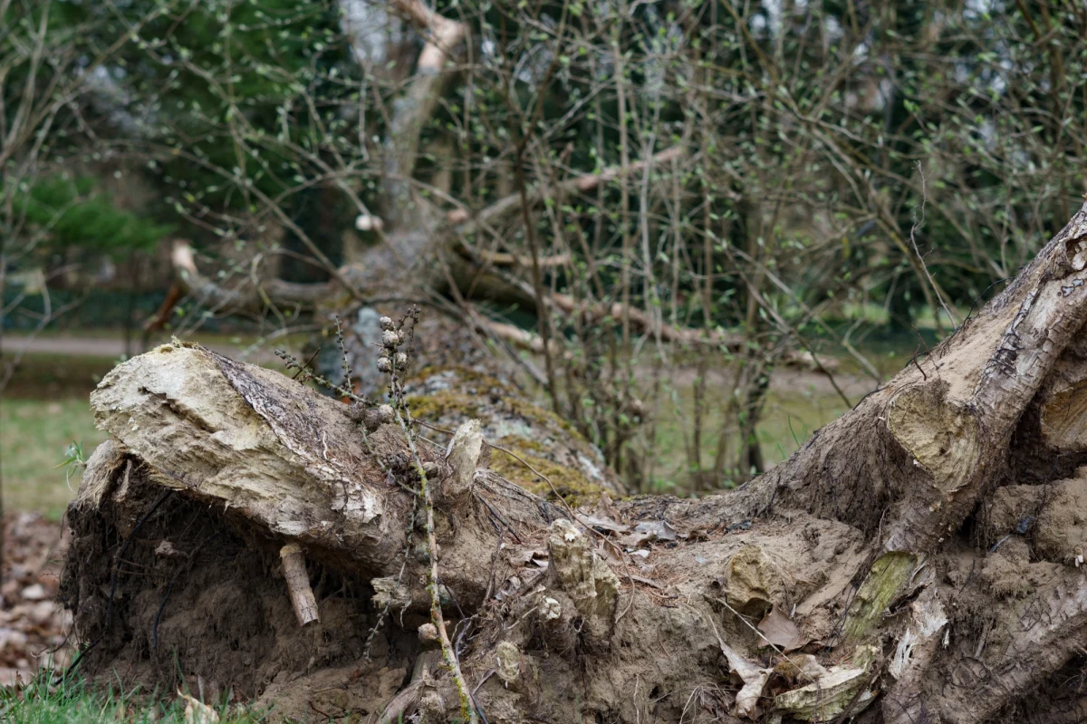 Do godz. 18 strażacy w całym kraju interweniowali ponad tysiąc razy z powodu wichur. Najczęściej wzywani byli w woj. zachodniopomorskim.