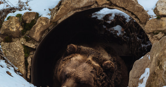 ​Z powodu gawrowania niedźwiedzicy w Dolinie Pańszczycy, od soboty do odwołania zostaje zamknięty czarny szlak w tej dolinie - poinformowały władze Tatrzańskiego Parku Narodowego (TPN).