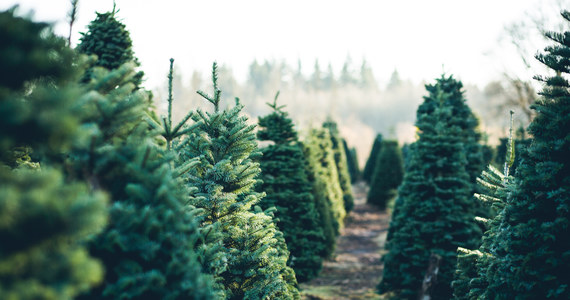 Trudno sobie wyobrazić Boże Narodzenie bez choinki. Pachnące lasem drzewko upiększy nasz dom i pozwoli wprowadzić świąteczną atmosferę. Na co zatem zwrócić uwagę przy zakupie, by cieszyć się choinką jak najdłużej? Spytaliśmy o to eksperta.