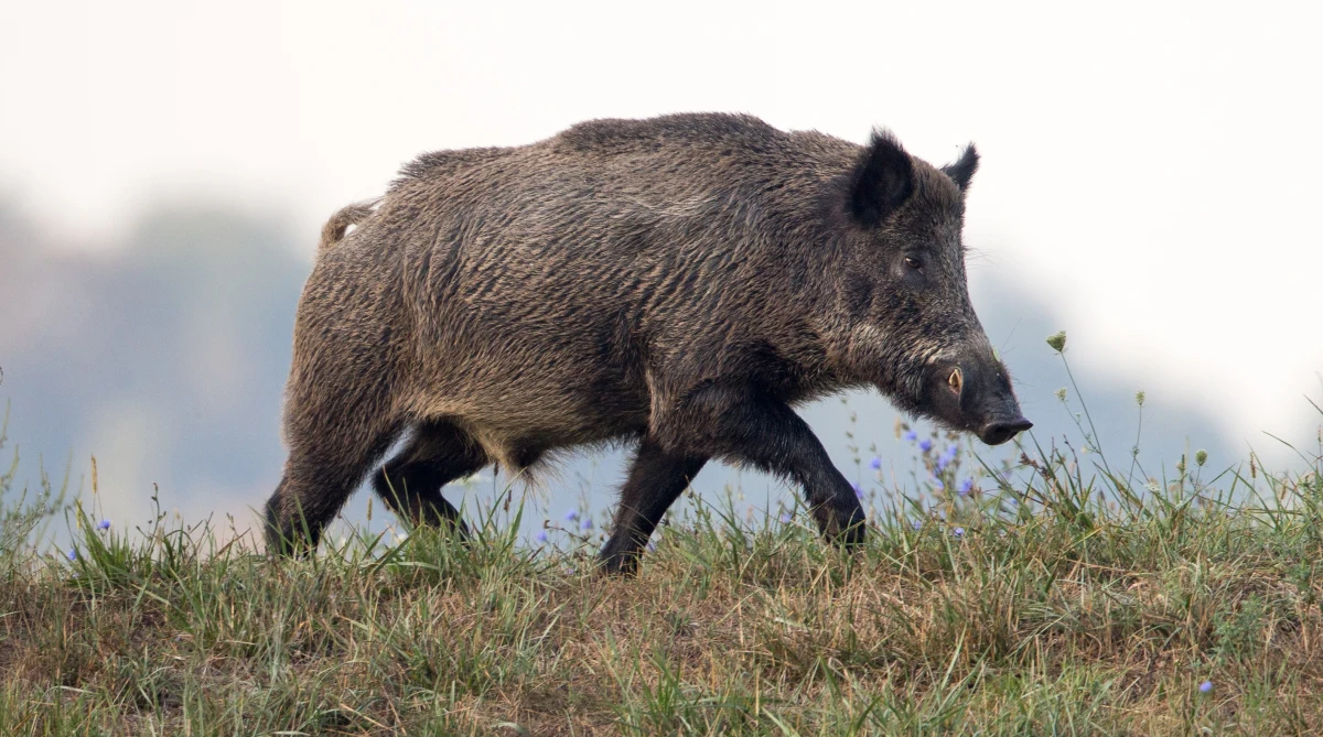 Wałbrzyski magistrat kieruje do prokuratury sprawę odstrzału dzików. Dokonano go wczoraj, w biały dzień na osiedlu Podzamcze w Wałbrzychu. W pobliżu byli ludzie.
