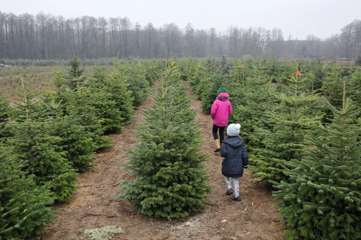 Leśnicy przyznają, że po okresie, gdy Polacy chcieli mieć w domach sztuczne choinki przyszedł boom na drzewka naturalne. Jaki gatunek będzie najlepiej wyglądał w naszym domu? 