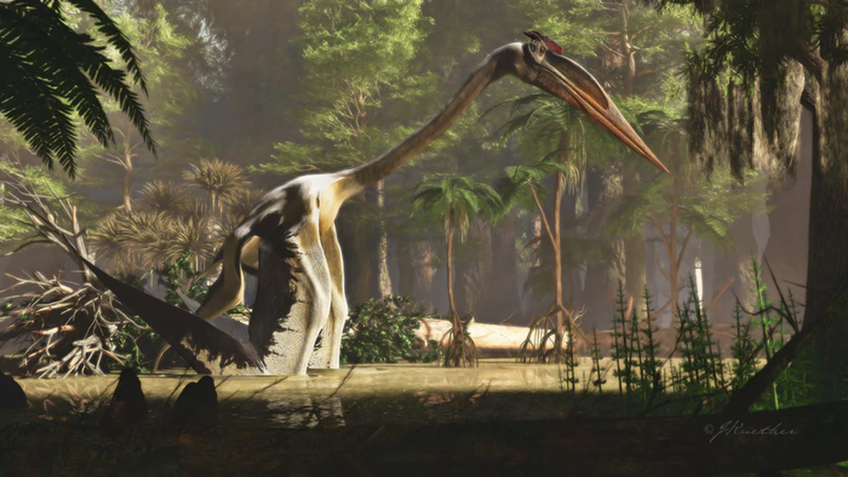Największy znany nam organizm latający na Ziemi, pterozaur z gatunku Quetzalcoatlus, musiał podskoczyć, żeby polecieć - informują naukowcy z University of Texas w Austin i University of California w Berkeley. Na łamach czasopisma "Journal of Vertebrate Paleontology" opublikowali najnowsze wyniki analiz jego, odnalezionych 50 lat temu, szczątków. Wszystko wskazuje na to, że ówczesny latający gad przypominał swoimi zwyczajami obecną czaplę, miał jednak, proporcjonalnie, zdecydowanie krótsze nogi. Przy rozpiętości skrzydeł rzędu 13 metrów jego nogi miały zaledwie około 2 metrów długości. 