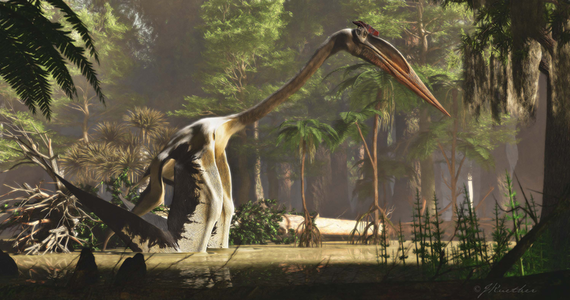 Największy znany nam organizm latający na Ziemi, pterozaur z gatunku Quetzalcoatlus, musiał podskoczyć, żeby polecieć - informują naukowcy z University of Texas w Austin i University of California w Berkeley. Na łamach czasopisma "Journal of Vertebrate Paleontology" opublikowali najnowsze wyniki analiz jego, odnalezionych 50 lat temu, szczątków. Wszystko wskazuje na to, że ówczesny latający gad przypominał swoimi zwyczajami obecną czaplę, miał jednak, proporcjonalnie, zdecydowanie krótsze nogi. Przy rozpiętości skrzydeł rzędu 13 metrów jego nogi miały zaledwie około 2 metrów długości. 