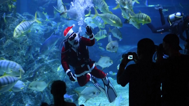 Akwarium w Bangkoku świętuje nadchodzące święta Bożego Narodzenia, organizując specjalne pokazy, podczas których nurkowie przebierają się w kostiumy Świętego Mikołaja, by karmić rekiny i ryby. Zwiedzający mogą podziwiać tą nietypową akcję raz dziennie - od 14 grudnia do 26 grudnia 2021 roku.