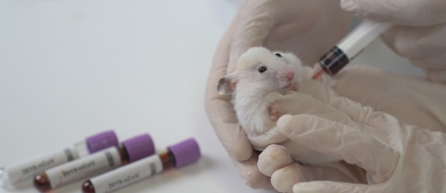 Nowoczesna metoda edycji genów CRISPR pozwala tak zmodyfikować myszy, że ich potomstwo będzie jednej, wybranej płci - informują naukowcy z Francis Crick Institute. Metoda, której autorki otrzymały w ubiegłym roku nagrodę Nobla w dziedzinie chemii, jest wielką nadzieją medycyny, umożliwia bowiem precyzyjną korektę nieprawidłowych genów. Jej możliwe zastosowania są jednak znacznie szersze. To opisane w najnowszym numerze czasopisma "Nature Communications" może się przydać w hodowli i badaniach naukowych, by ograniczyć konieczność wybijania zwierząt niepotrzebnej płci.