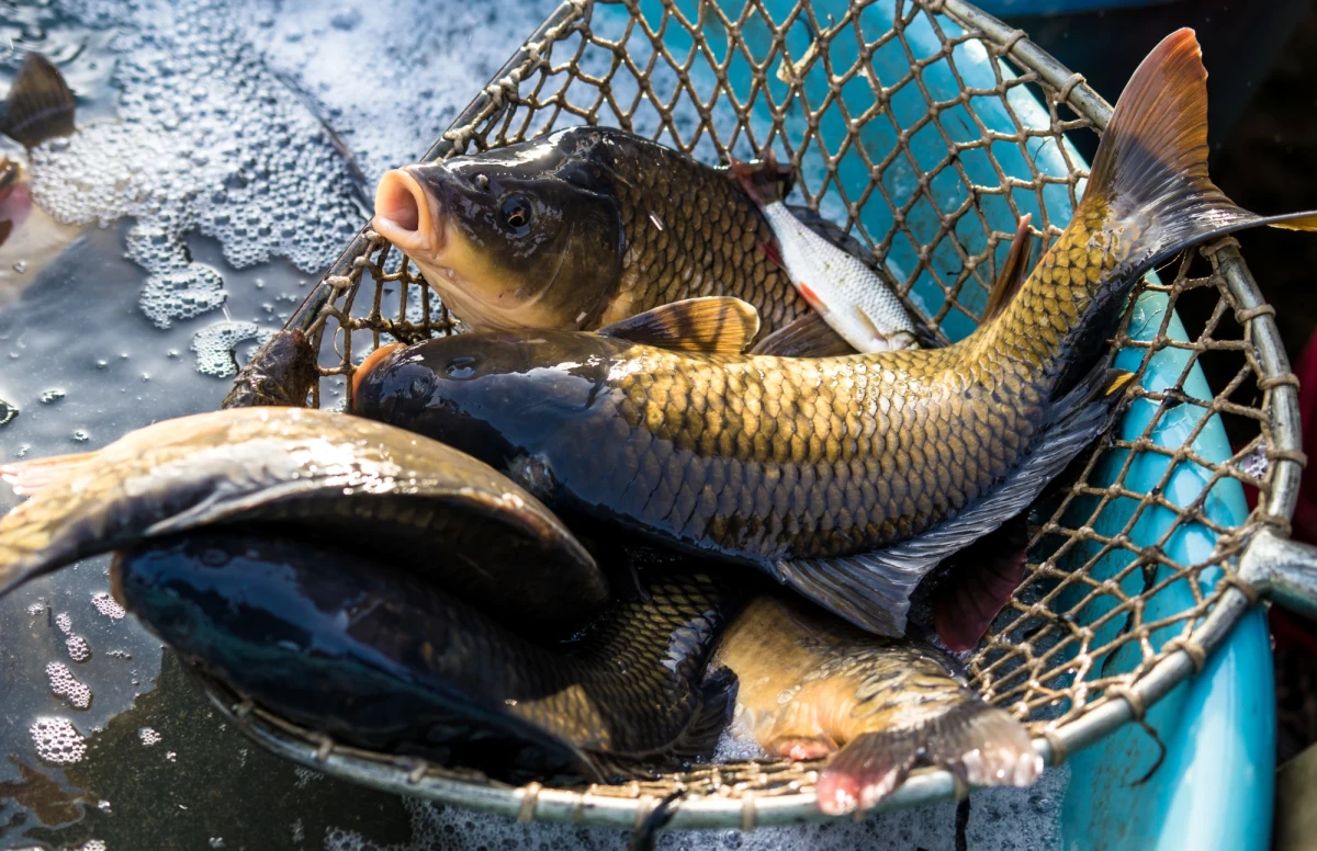 Nieco ponad dwa tygodnie przed wigilią za kilogram tej ryby trzeba zapłacić 20 złotych. To o jakieś 4 złote więcej niż przed rokiem.
