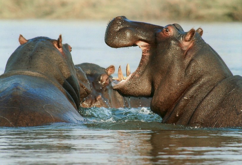 Życie hipopotamów toczy się zwykle jasno określonym rytmem, jeśli nie pasą się na lądzie, to najpewniej znajdują się w wodzie, gdzie spędzają do 16 godzin na dobę. I nie wychodzą z niej oczywiście, żeby załatwić swoje potrzeby fizjologiczne, zamiast tego “wszystko" ląduje w zbiorniku wodnym. 